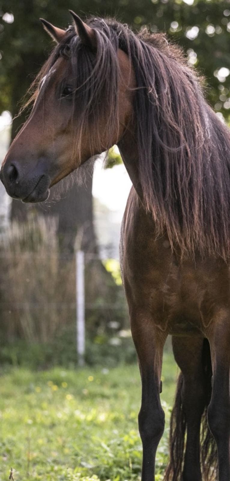Braunes Pferd mit langer Mähne und Schweif steht auf einer grünen Wiese.