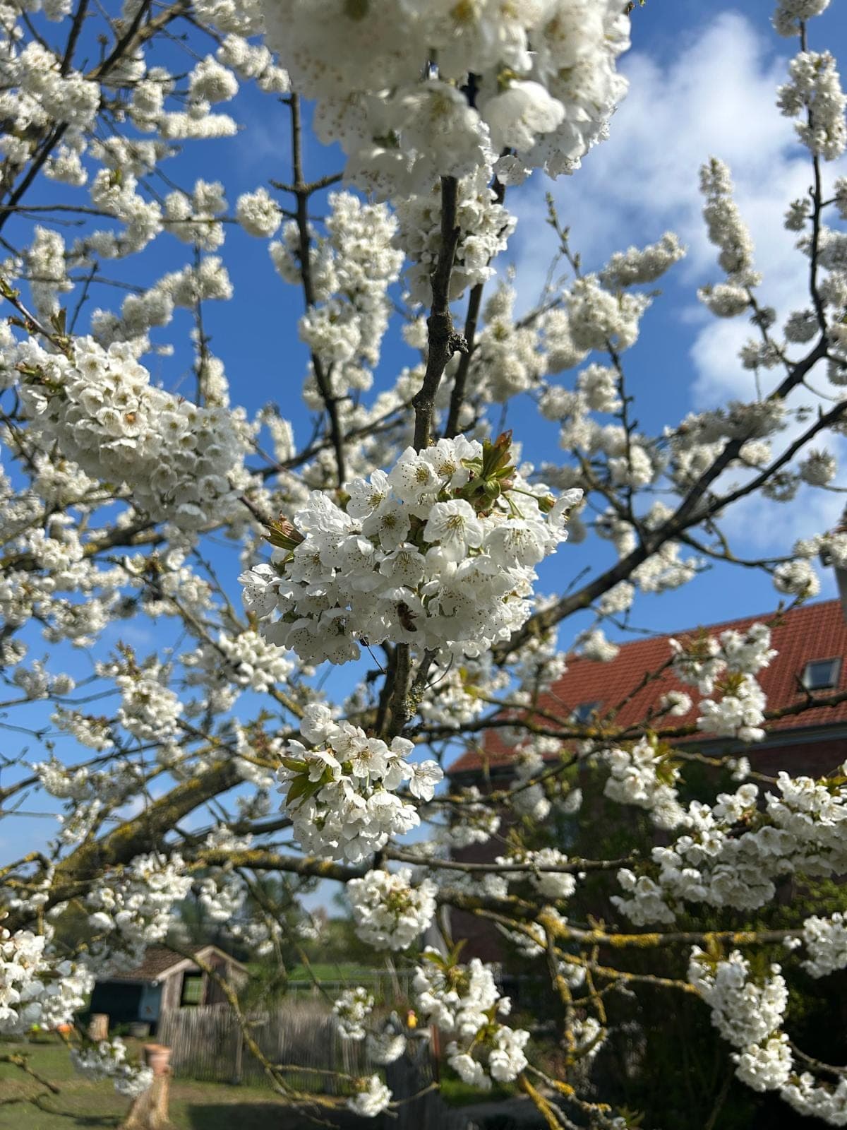 Weiß blühender Obstbaum vor blauem Himmel.