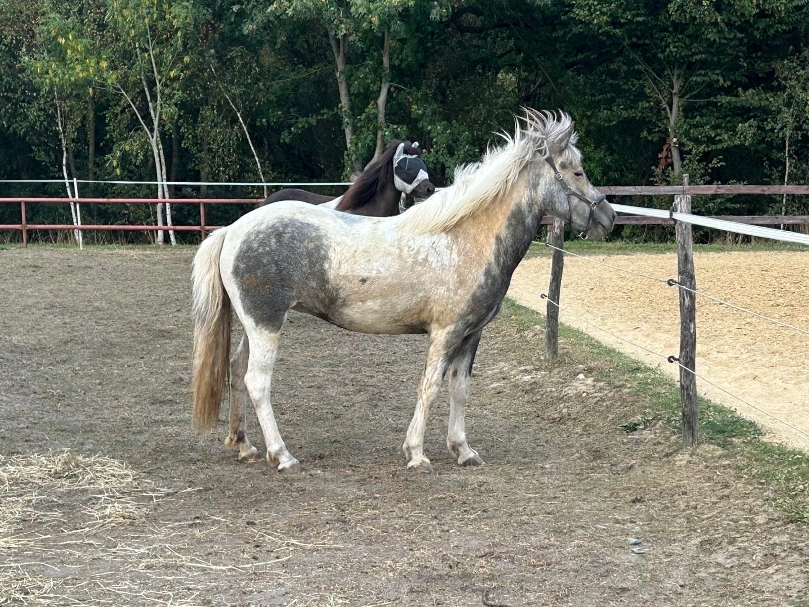 Graues Pony mit weißer Zeichnung auf dem Paddock.